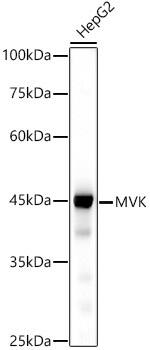 MVK Antibody (9K1A1)