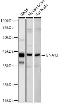 G protein alpha-13 Antibody (8M1U0)