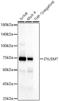 ITK Antibody (7K2Z9)