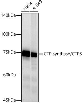 CTP synthase Antibody (9T4J2)