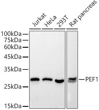 Peflin Antibody (1X2R7)