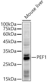 Peflin Antibody (1X2R7)