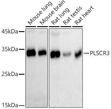 PLSCR3 Antibody (4V2P5)