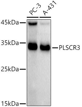 PLSCR3 Antibody (4V2P5)