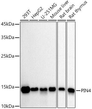 PIN4 Antibody (9I1T8)