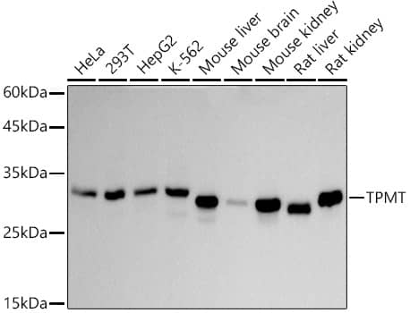 TPMT Antibody (4P2U9)