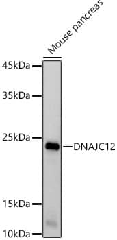 DNAJC12 Antibody (1A3U8)