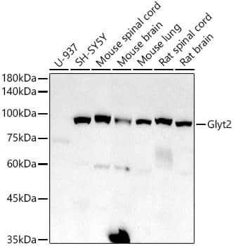 GlyT2/SLC6A5 Antibody (1K1B2)