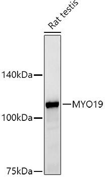 MYO19 Antibody (8S3V5)
