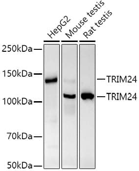 TIF1 alpha Antibody (9I0X1)