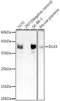 DLX3 Antibody (9W6N0)