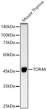 Torsin-4A Antibody (1V7P0)