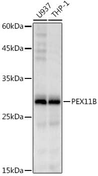 PEX11B Antibody (1U1K6)