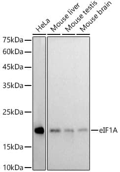 EIF1A Antibody (7G7Y3)