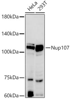 Nucleoporin 107 Antibody (8E6H4)