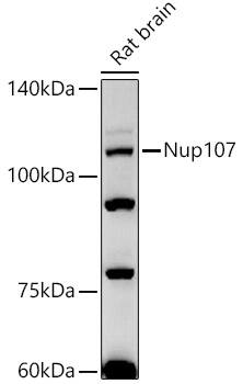 Nucleoporin 107 Antibody (8E6H4)