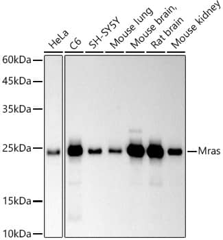 M-Ras/R-Ras3 Antibody (3F6Q10)