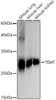 INMT Antibody (1I7K2)