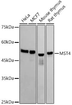 MST4 Antibody (4B9U7)