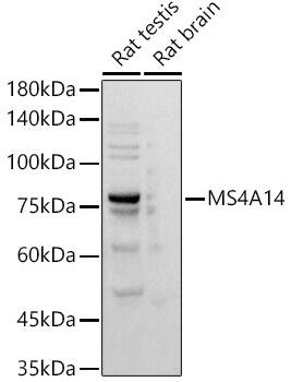 MS4A14 Antibody (1I9Z6)