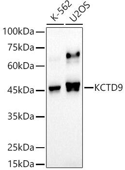 KCTD9 Antibody (4Y6K9)