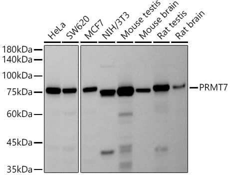 PRMT7 Antibody (5Q10S6)