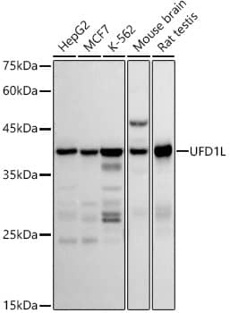 UFD1L Antibody (7K8E2)