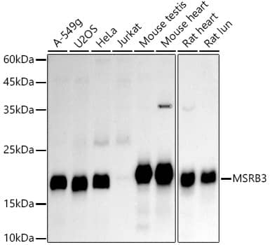 MSRB3 Antibody (2A2G9)