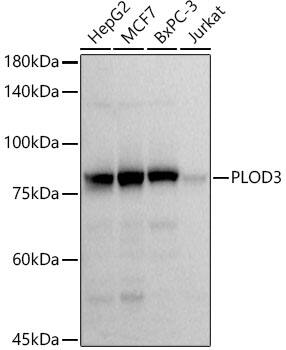 PLOD3 Antibody (5R6Q9)