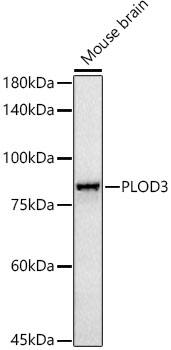 PLOD3 Antibody (5R6Q9)