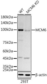 MCM6 Antibody (8Z6Q3)