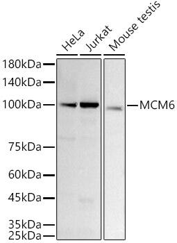 MCM6 Antibody (8Z6Q3)