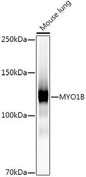 Myosin 1B Antibody (3W1C6)