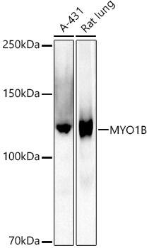 Myosin 1B Antibody (3W1C6)