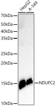 NDUFC2 Antibody (4G4S0)