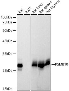 PSMB10/MECL1 Antibody (3J3G5)