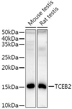 TCEB2 Antibody (7T5C1)