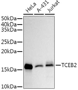 TCEB2 Antibody (7T5C1)