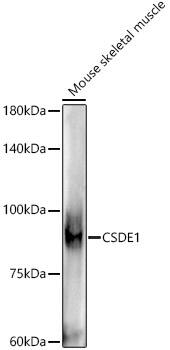 CSDE1 Antibody (1N9F6)