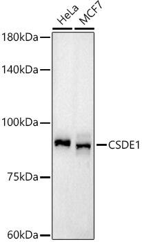 CSDE1 Antibody (1N9F6)