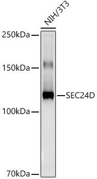 SEC24D Antibody (6F8S4)