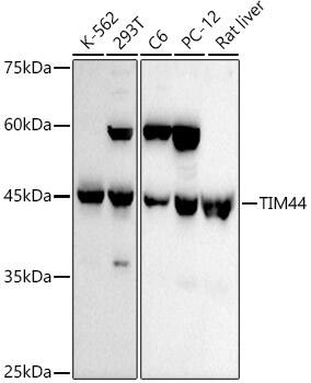 TIMM44 Antibody (8J1F10)