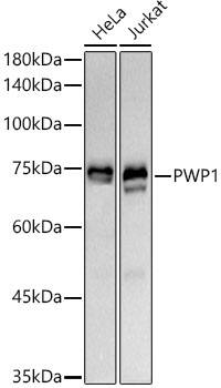 PWP1 Antibody (7G8K0)