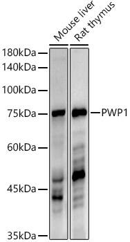 PWP1 Antibody (7G8K0)