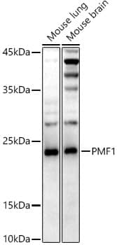 PMF1 Antibody (5X8X1)