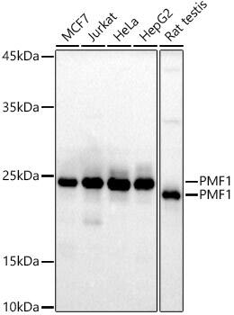 PMF1 Antibody (5X8X1)