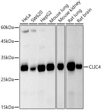 CLIC4 Antibody (6O0W5)