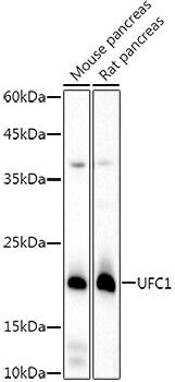 Ufc1 Antibody (8V0X7)