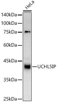 UIP1 Antibody (10L5Y8)