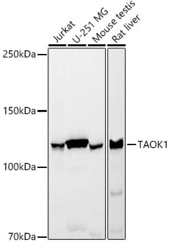 TAO Kinase 1 Antibody (6L4S9)